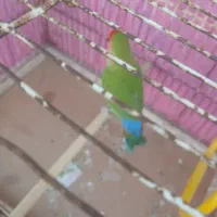 طوطی برزیلی|پرنده|شیراز, شهرک کوشکک|دیوار