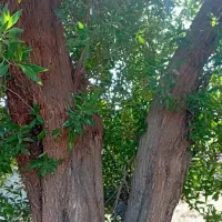 خرید چوب خدمات انجام حرص درخت وخرید چوب|خدمات باغبانی و درختکاری|بندرعباس, |دیوار