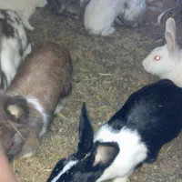 خرگوش|موش و خرگوش|زابل, |دیوار