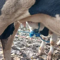 گاو شیری با گوساله نر|حیوانات مزرعه|شاندرمن, |دیوار