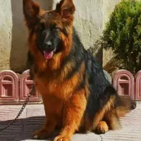 سگ ژرمن شپرد