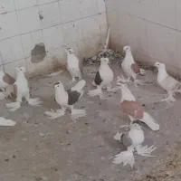 کبوترپشتی کاکل پرپا|پرنده|کاشمر, |دیوار