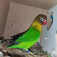 پک مکمل تقویتی + آماده سازی پرندگان طوطیسان|لوازم جانبی حیوانات|سراوان, |دیوار