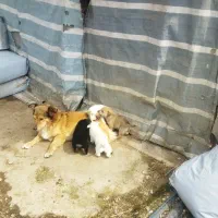 حیوانات درمزرعه