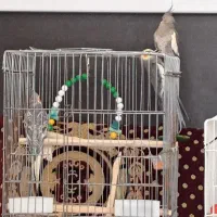 فروش عروس هلندی|پرنده|فردوسیه, |دیوار