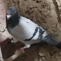 کبوتر ماده|پرنده|هامون, |دیوار