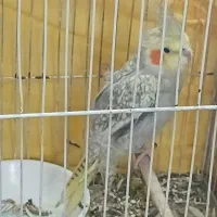 عروس هلندی یک جفت بالغ|پرنده|مشهد, شهرک مهرگان|دیوار