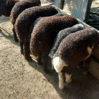 بندر‌ترکمن ‌روستای‌قره‌سو