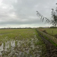 شالیزاری که بوی پول می‌دهد نه برنج