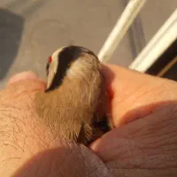 سهره کراواتی ۴گل|پرنده|مشکیندشت, |دیوار