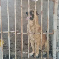 سگ سرابی
