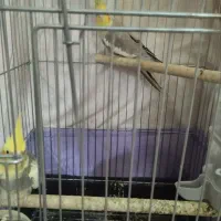 عروسی هلندی