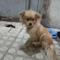 سگ پیداشده