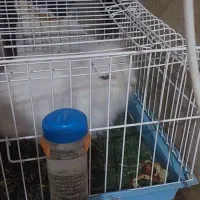 خرگوش لوپ اصلی