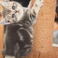 بریتیش بلو گلد خرسی