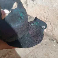 زاغ|پرنده|شهرضا, |دیوار