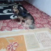 سگ کوکونی آلمانی نر اصیل|سگ|رشت, سعدی (تختی)|دیوار