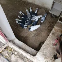 کبوتر ،کفتر ساده و چادری
