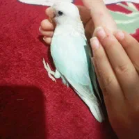 طوطی کوتوله برزیلی سرلاکی و کاملا دستی|پرنده|تهران, جنت‌آباد مرکزی|دیوار