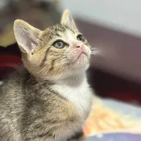 واگذاری بچه گربه