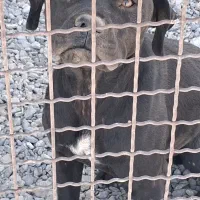 یک عدد سگ پیت بول به‌ فروش می رسد