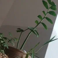 خط تلفن ثابت