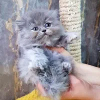 واگذاری گربه پرشین خوشکل