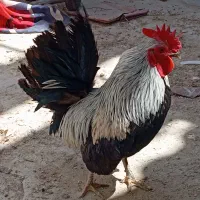 خروس مینیاتوری