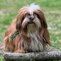 سگ ماده شیتزو