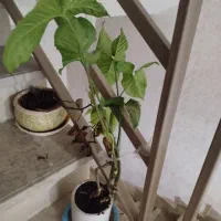 چند عدد گل و گلدان