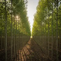 بهترین نهال صنوبر با کیفیت عالی، موجودی محدود