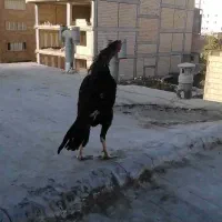 لاری خروس اوشامو و دو عدد مرغ لاری اوشامو یه تیغ|حیوانات مزرعه|محمدشهر, محمدشهر|دیوار