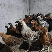 نیمچه مرغ و خروس 1کیلویی|حیوانات مزرعه|لنگرود, |دیوار