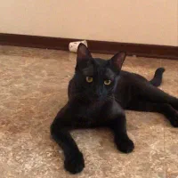 واگذاری فوری|گربه|اندیشه, اندیشه فاز ۴|دیوار