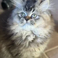 گربه پرشین بیریتیش