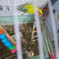 طوطی برزیلی|پرنده|چالوس, |دیوار