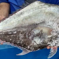 ماهی تازه (قیمت اسکله بوشهر)