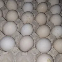 تخم نطفه دار بقلمون  برنزه تازه