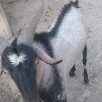 بز نری|حیوانات مزرعه|رودان, |دیوار