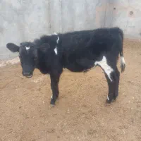 گاوشیری و گوساله نر ویک عدد گوساله ماده|حیوانات مزرعه|تربت جام, حافظ|دیوار