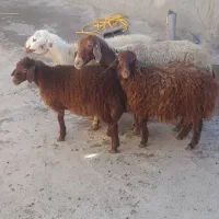 پز و برخ|حیوانات مزرعه|دهگلان, |دیوار