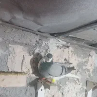 دوتا ماده امری فروشی|پرنده|رفسنجان, |دیوار