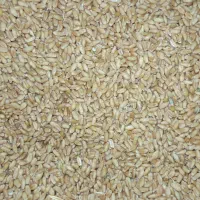 گندم امسال بسیار تمیز