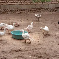 اردک خارجی