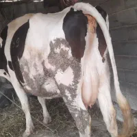 گاو قربانی