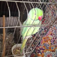 طوطی ملنگو دستی سخنگو