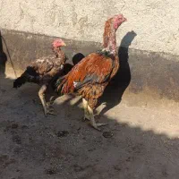 خروس لاری و3عدد مرغ لاری