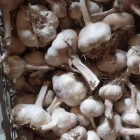 سیر درشت|خوردنی و آشامیدنی|سنقر, |دیوار