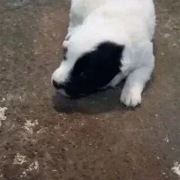 فروش توله سگ