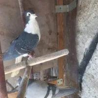 تعدادی دمگیر درجه یک|پرنده|اصفهان, پوریای ولی|دیوار